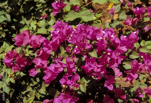 bougainvillée, bougainvillier, Bougainvillea photo