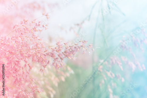Bilde på lerret Pink flowers blooming on the prairie