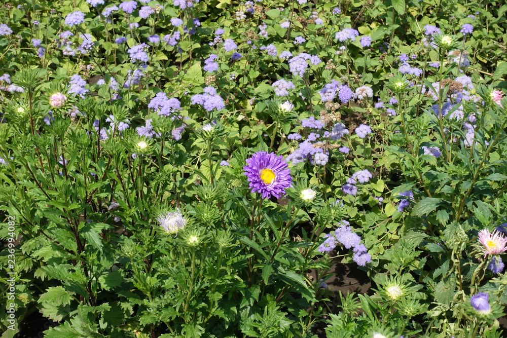 Violet flowers of China aster and bluemink in August