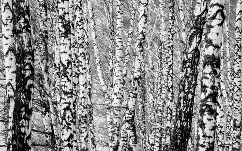 Spring trunks of birch trees black and white, monochrome background