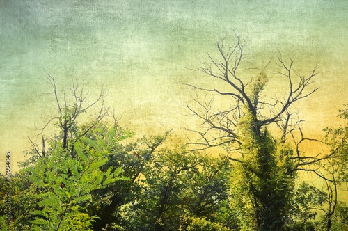 Vintage bare tree in sepia and blue tones. Nature background.