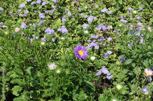 Violet flowers of China aster and bluemink in August