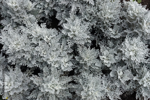 Lots of bushes of Cineraria maritima in the garden photo