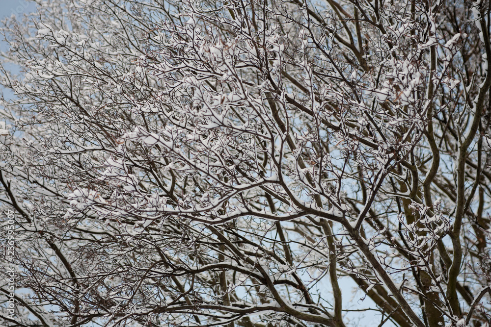 winter background with black branches of a tree topped with white snow and a blue sky winter background with black branches of a tree topped with white snow and a blue sky