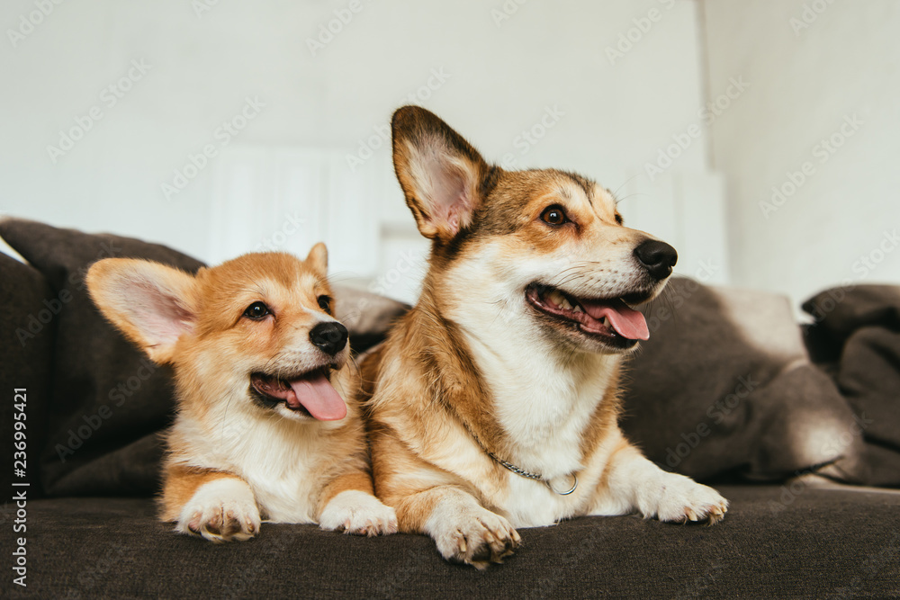 welsh corgi dogs sitting on sofa in living room at home welsh corgi dogs sitting on sofa in living room at home