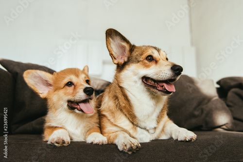 welsh corgi dogs sitting on sofa in living room at home