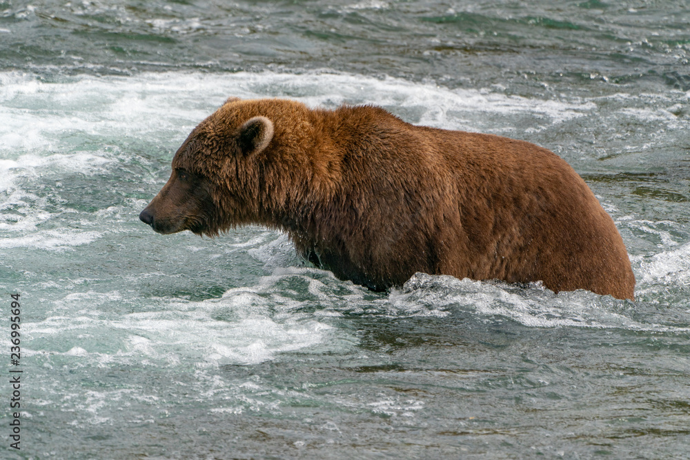 Brown Bear walking through water
