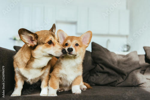 close up view of welsh corgi dogs on sofa in living room at home