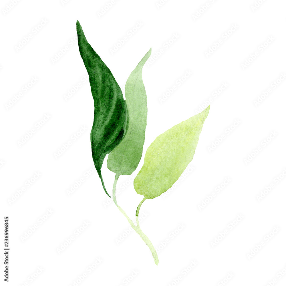 Green brugmansia leaf. Isolated leaf illustration element. Watercolor background illustration set.
