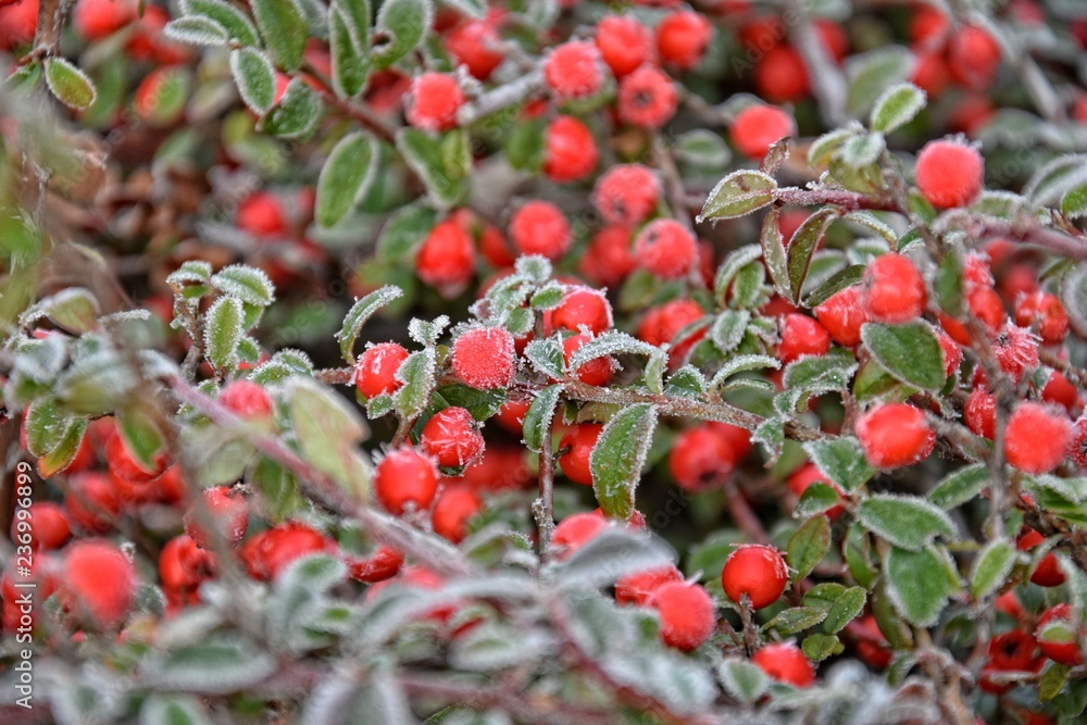  shrub with green leaves and red fruits covered with white frost