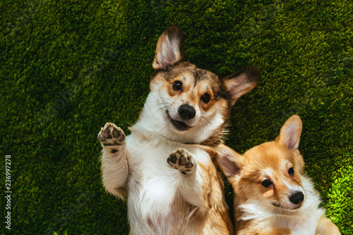 Photography adorable welsh corgi dogs laying on green lawn