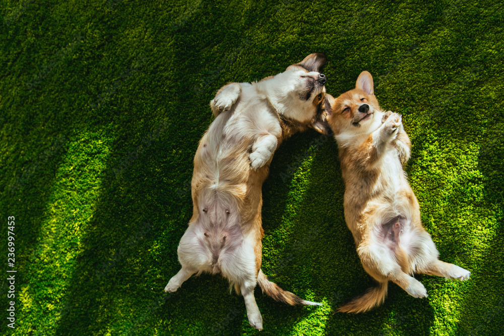 view from above of two welsh corgi dogs laying on green lawn - obrazy, fototapety, plakaty 