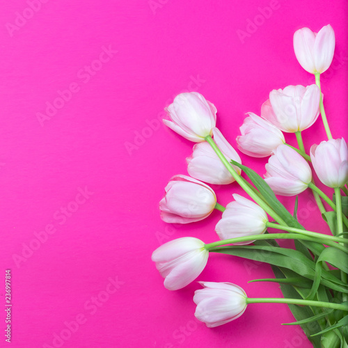Fototapeta Naklejka Na Ścianę i Meble -  Pink tulips flowers on pink background. Happy Easter, Spring  and Mother’s Day Card. Flat lay, top view