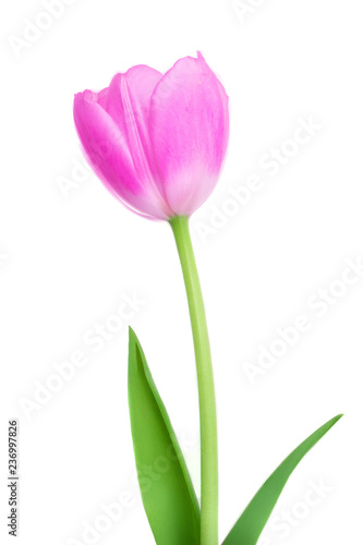 One Pink Tulip  flower with green leaves isolated on white background. Close up