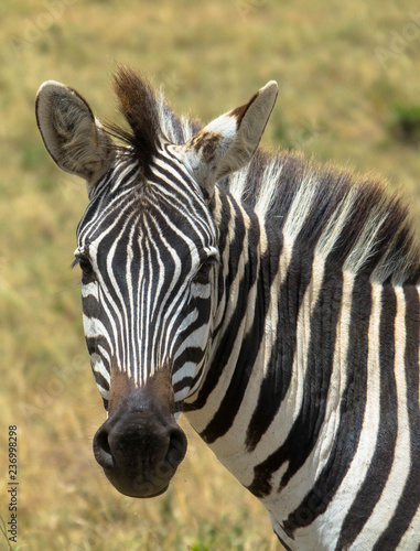 Zebra  Nahaufnahme