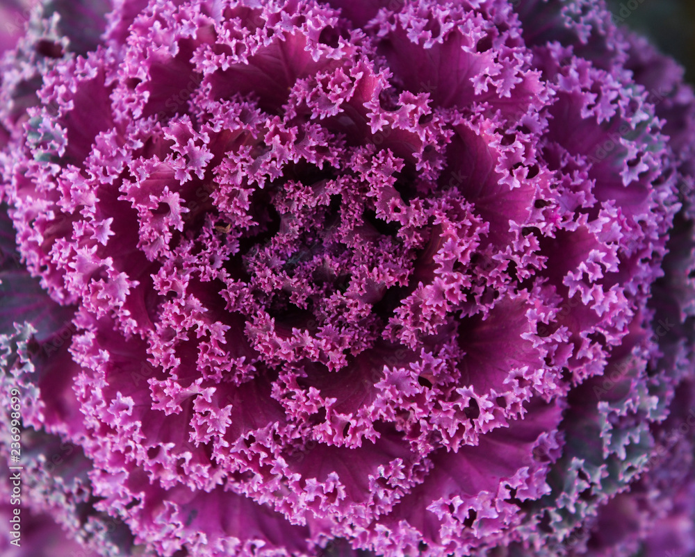 Close up of decorative cabbage or kale