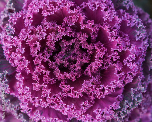 Close up of decorative cabbage or kale