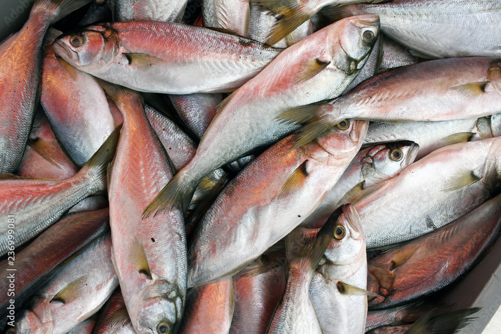 Fish. fresh fish background texture. Fillet and chop fish, fish scales full frame with copy space. Nikulden celebration Fish. fresh fish background texture. Fillet and chop fish, fish scales full frame with copy space. Nikulden celebration