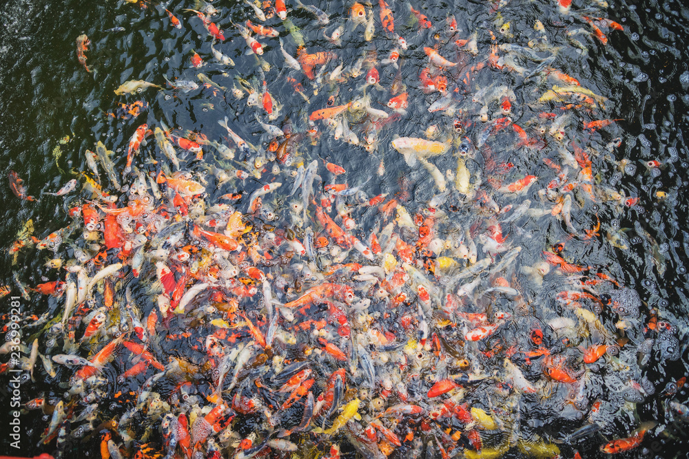 colorful Japanese koi carp swimming in the pond colorful Japanese koi carp swimming in the pond