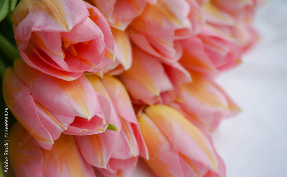 	spring flowers banner - bunch of pink tulip flowers on white background	
