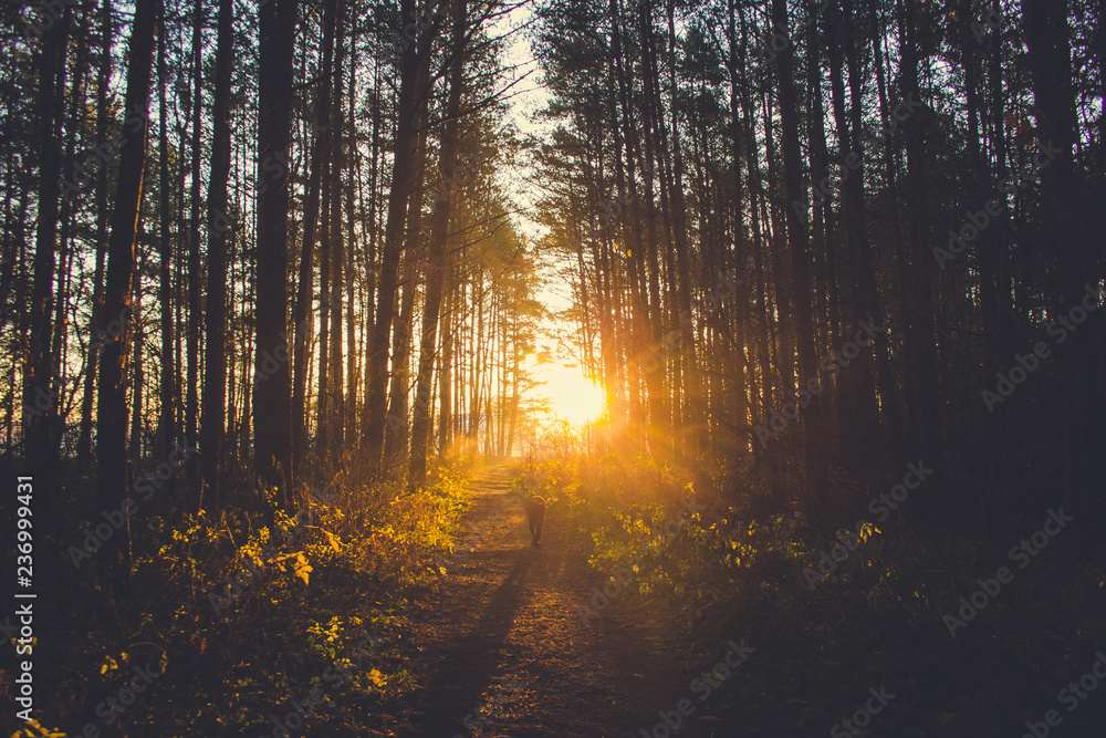 Obraz premium lidski les