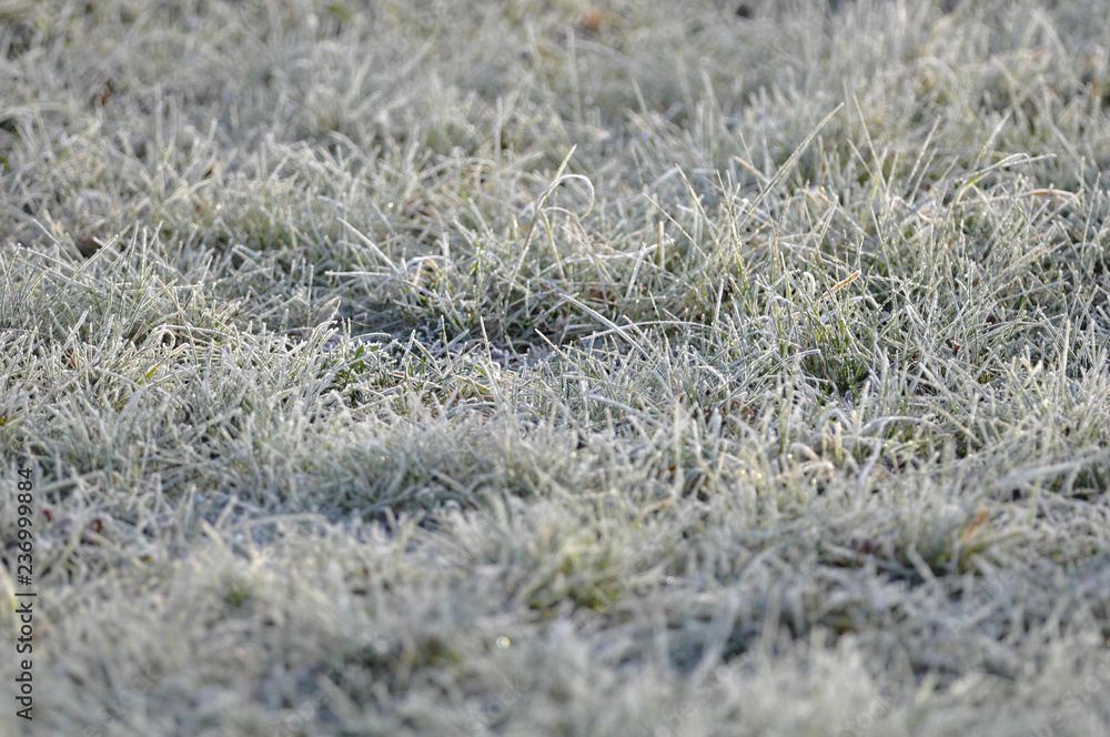 grass in frost grass in frost