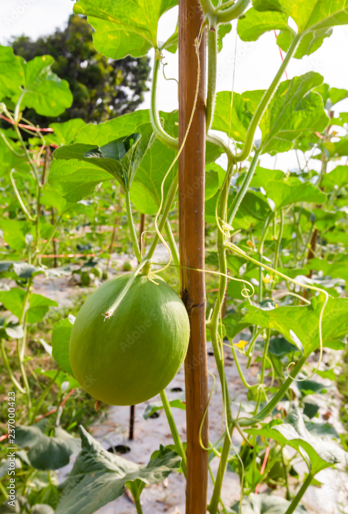 Cantaloupe on the farm and evening light Cantaloupe on the farm and evening light