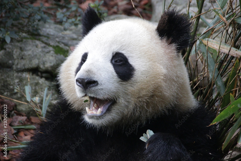 Close up Panda Fluffy Face, China Close up Panda Fluffy Face, China