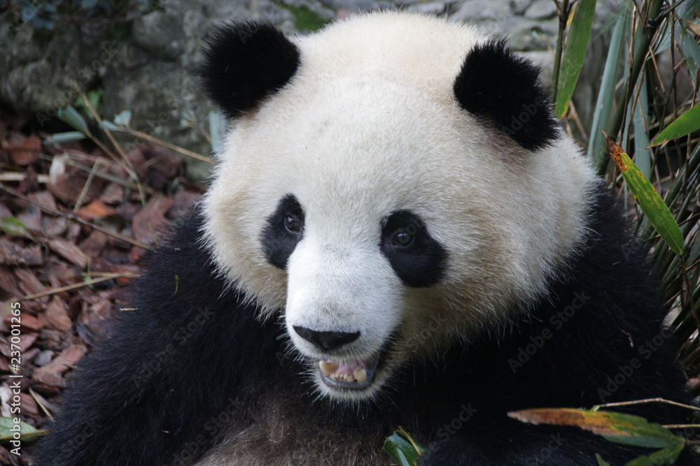 Close up Panda Fluffy Face, China