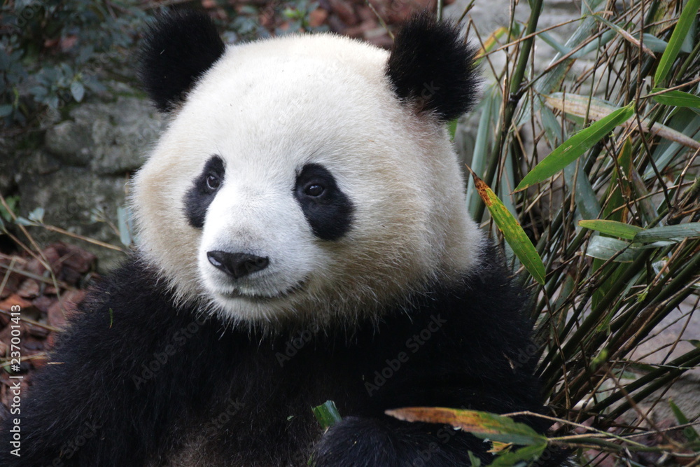 Fototapeta premium Close up Panda's Face while eating Bamboo Leaves