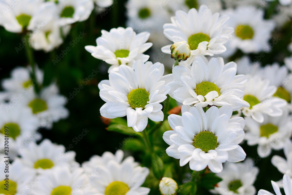 Colorful white and white chrysanthemum flower bloom in the farm. Colorful white and white chrysanthemum flower bloom in the farm.