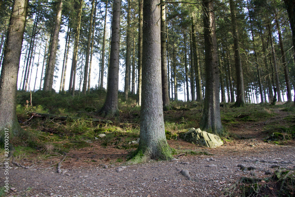 Fototapeta premium Wald