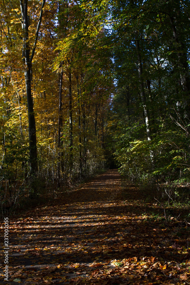 Fototapeta premium Wald