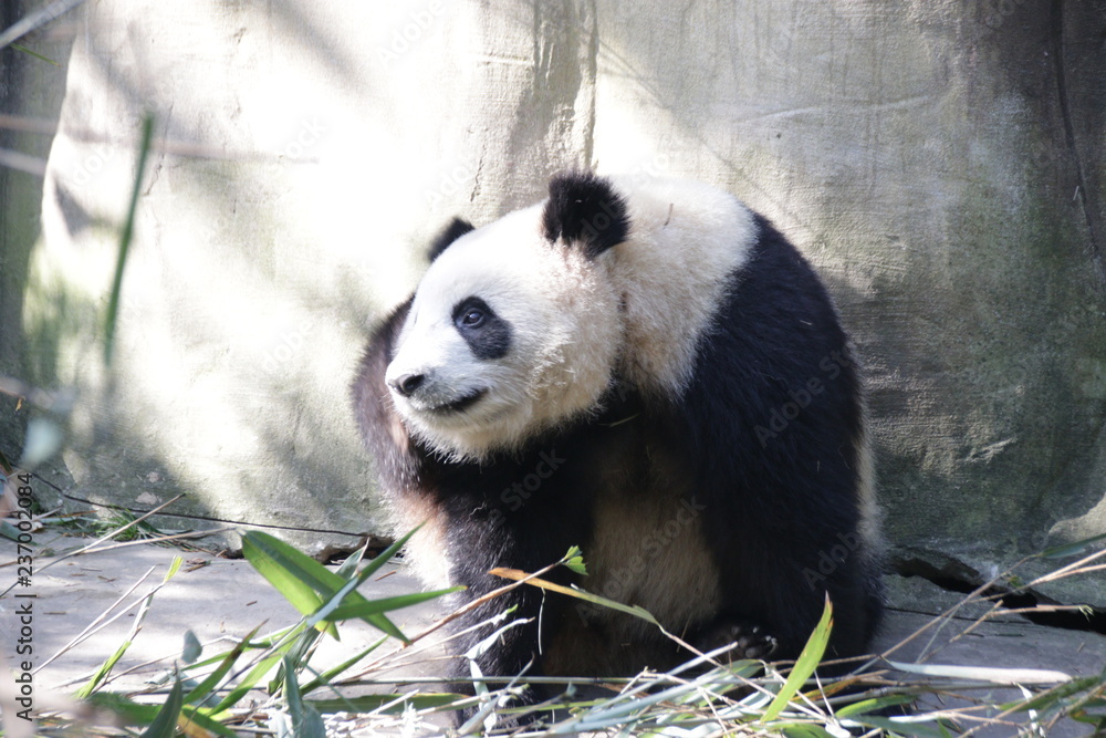 Fototapeta premium Fluffy Panda is Taking a sun bath, Panda Valley, China