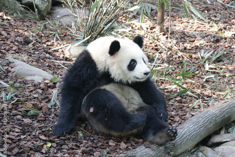 Obraz premium Panda is Posing Funny, Panda Valley, China