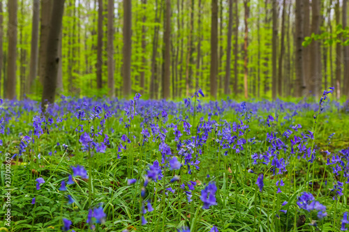 Famous forest Hallerbos in Brussels Belgium