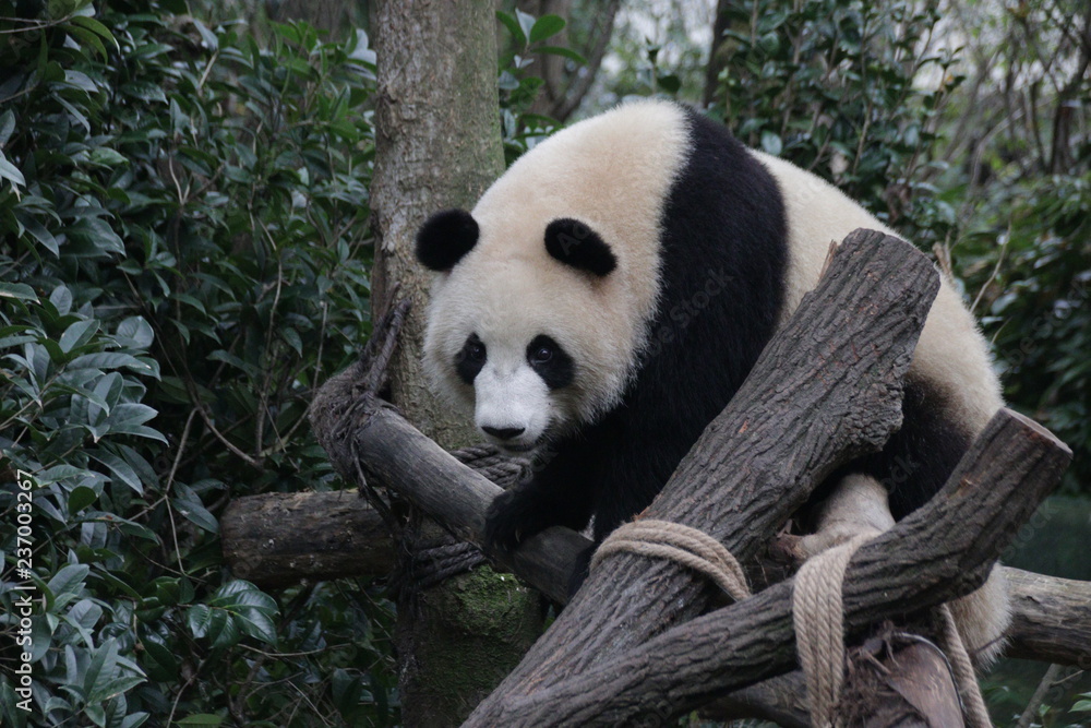 Obraz premium Cute Panda Cub in the Playground, Chengdu, China