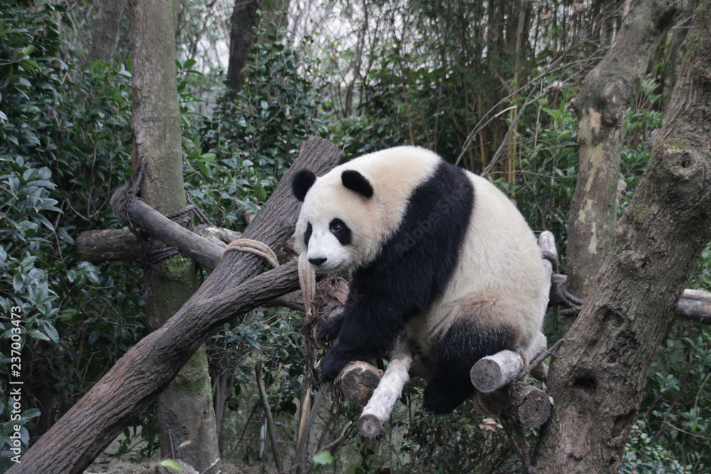 Obraz premium Fluffy Panda on the Tree Branch, Panda Valley, China