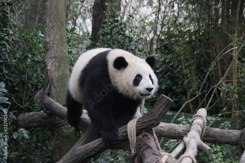Fototapeta Naklejka Na Ścianę i Meble -  Fluffy Panda on the Tree Branch, Panda Valley, China