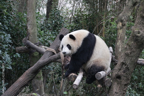 Fluffy Panda on the Tree Branch, Panda Valley, China