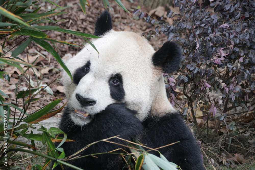 Obraz premium Curious Giant Panda While Eating Bamboo leaves, China
