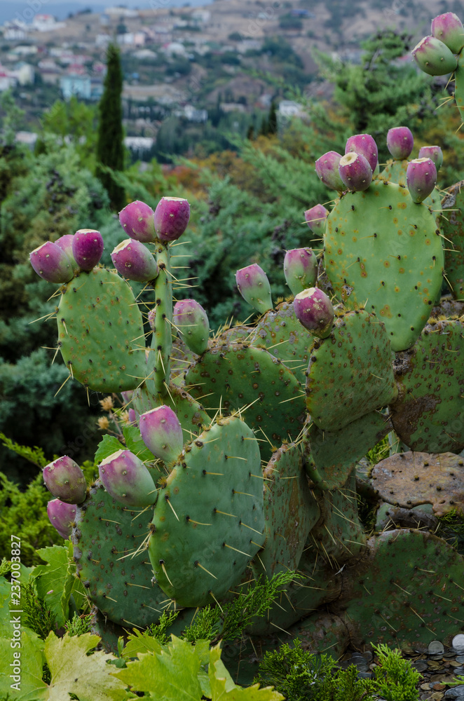 cactus plant on background of the city cactus plant on background of the city
