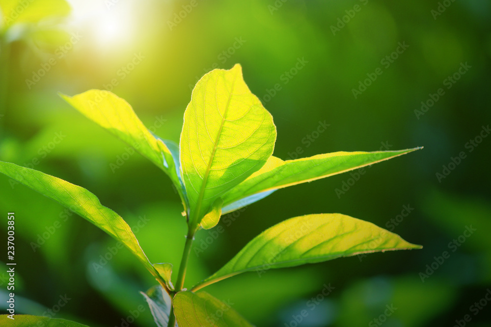 nature view of green leaf. nature background nature view of green leaf. nature background