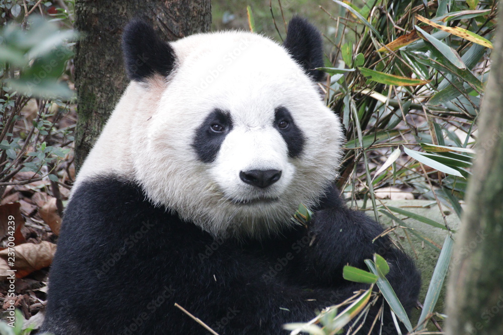 Close up Panda'face, very Fluffy and Cute Close up Panda'face, very Fluffy and Cute