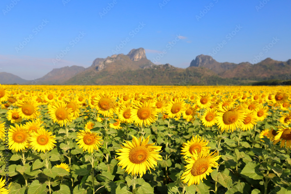 Sunflowers field and beautiful sky background.