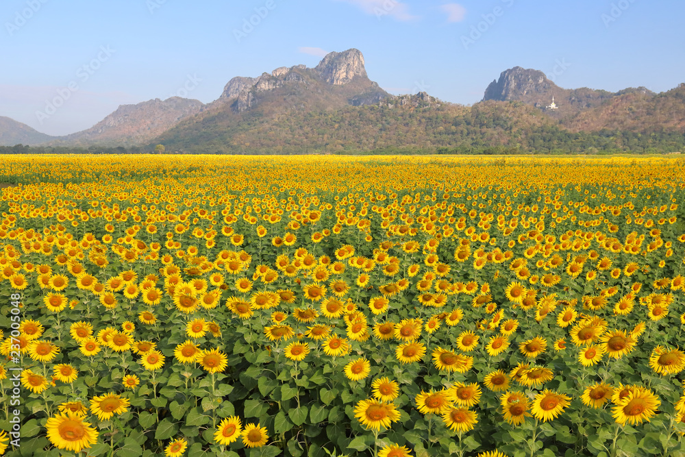 Sunflowers field and beautiful sky background.