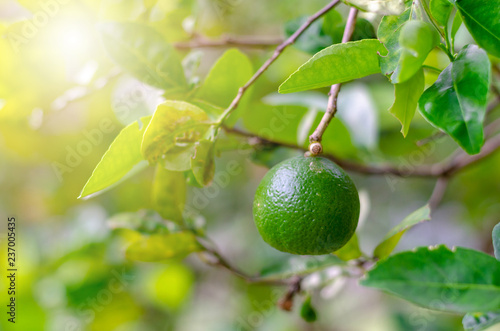 Lemonade on the tree in the garden. photo