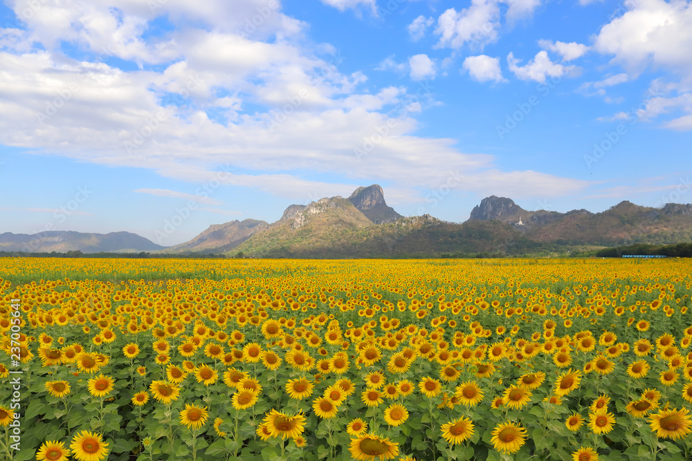 Sunflowers field and beautiful sky background. Sunflowers field and beautiful sky background.
