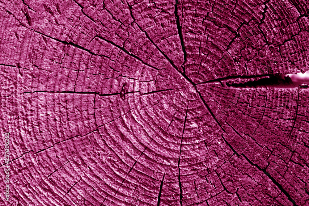 Fototapeta premium Old log cut macro in pink tone.