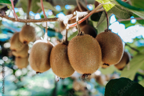 Kiwi tree with fruit and leaves